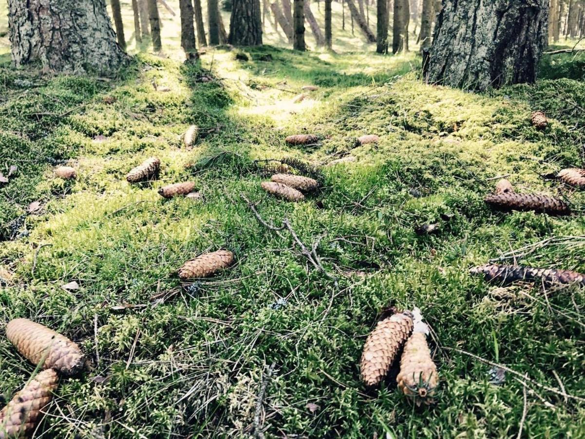 Apartments Isle Of Pinecones Ніда Екстер'єр фото